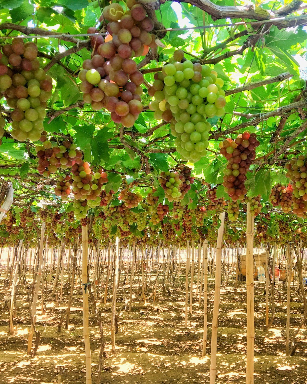 Sài Gòn - Nha Trang 3 ngày 3 đêm - 10