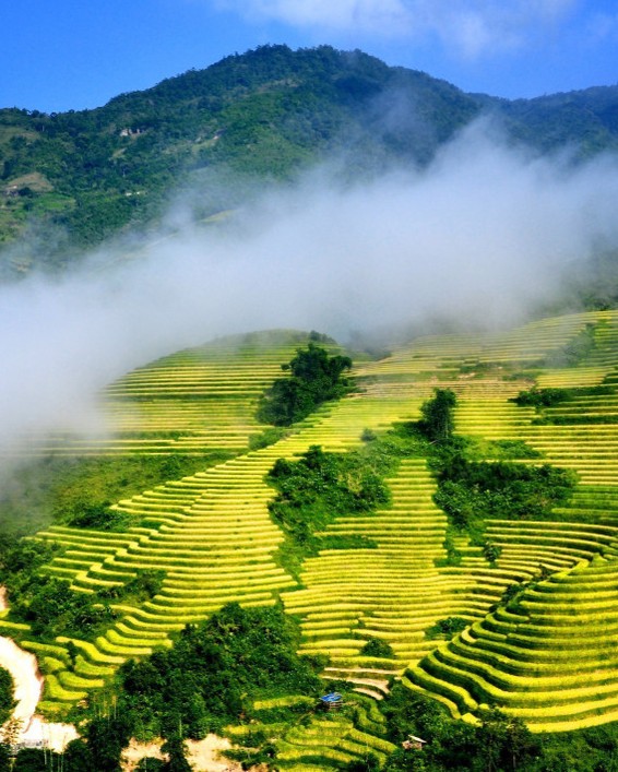 HÀ NỘI MÙA THU - SAPA MÙA LÚA CHÍN - 11