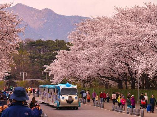 Thưởng Ngoạn Sắc Đào Xứ Hàn 5N4Đ - 12