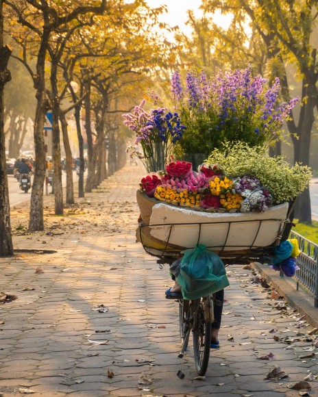 HÀ NỘI MÙA THU - SAPA MÙA LÚA CHÍN - 12