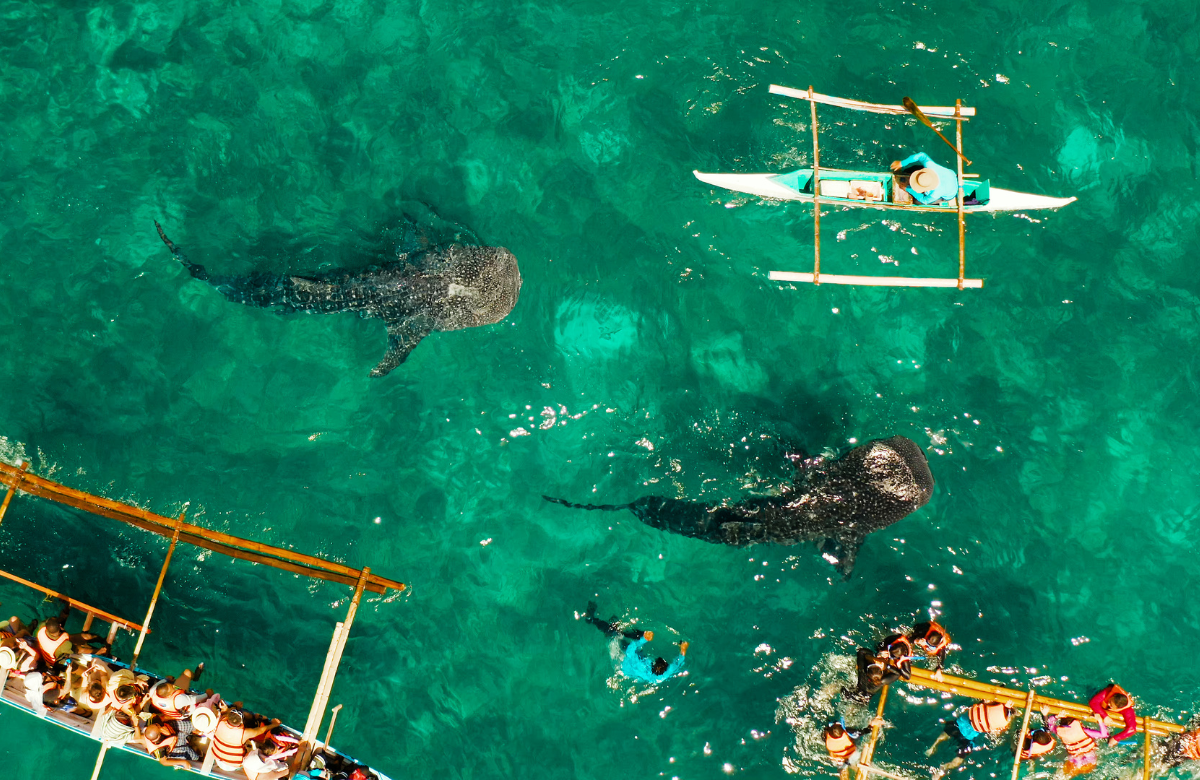 Cùng Đi Philippines ( Cebu - Oslob - MoalBoal ) 5 ngày 4 đêm - 4