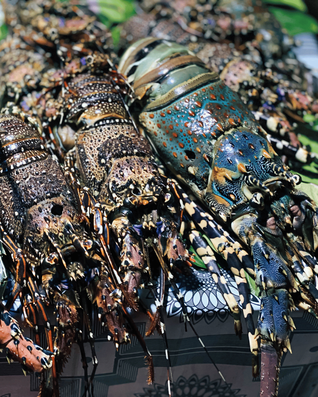 Du lịch Bình Ba 2 ngày 2 đêm - 7