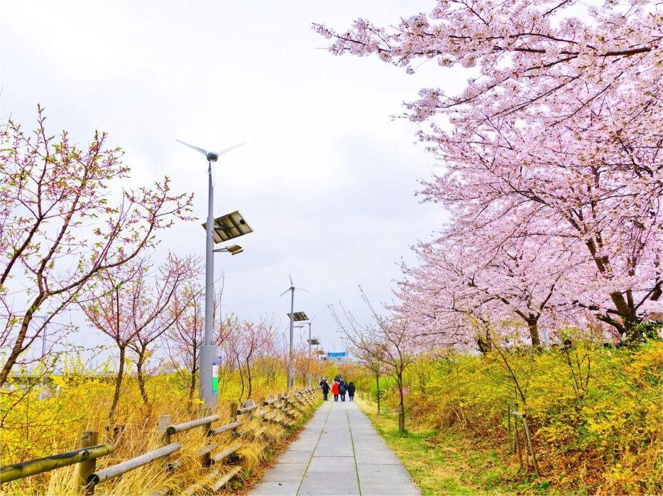 Thưởng Ngoạn Sắc Đào Xứ Hàn 5N4Đ - 11