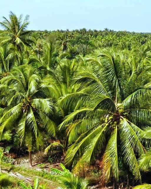 Tour Thiện Nguyện Bến Tre - 2N1Đ - 5