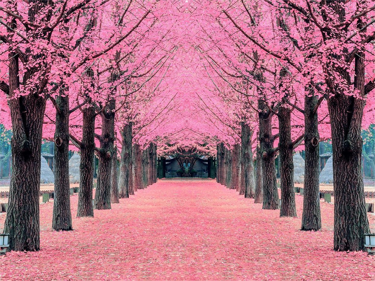 Thưởng Ngoạn Sắc Đào Xứ Hàn 5N4Đ - 6