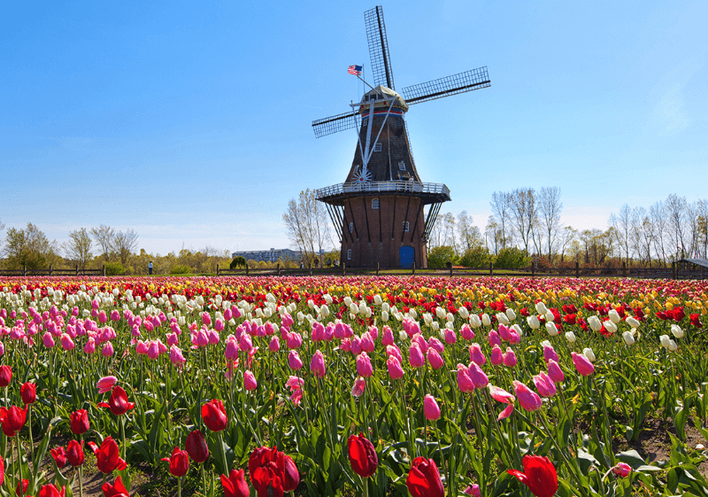 ĐỨC - ÁO - SÉC - HÀ LAN - HOA TULIP- 8N7Đ - 3