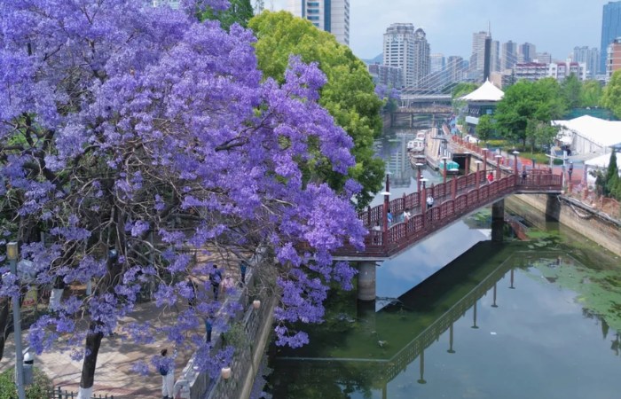 Cùng đi Trung Quốc: Côn Minh mùa phượng tím - 2