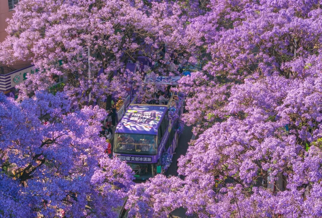 Cùng đi Trung Quốc: Côn Minh mùa phượng tím - 4