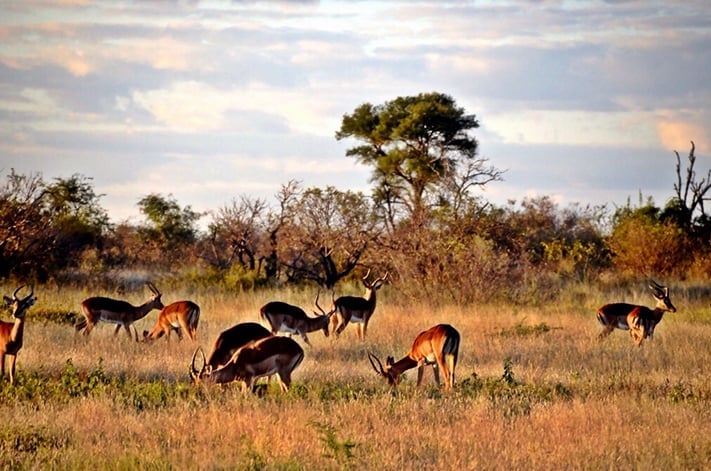Nam Phi: Cape Town – Johannesburg – Safari Game - 7