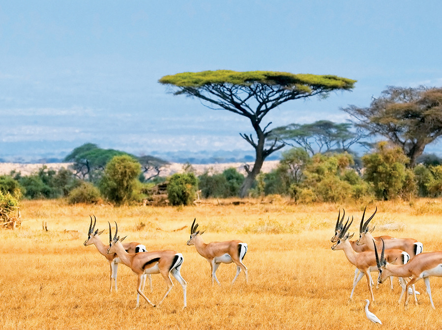 Nam Phi: Cape Town – Johannesburg – Safari Game - 6