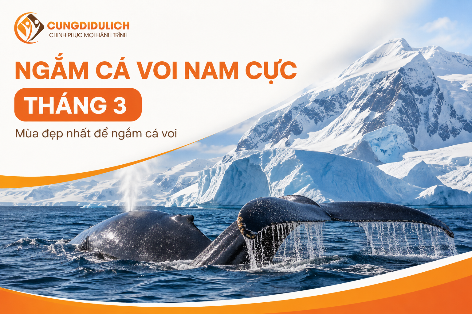 Ngắm Cá Voi Nam Cực Tháng 3